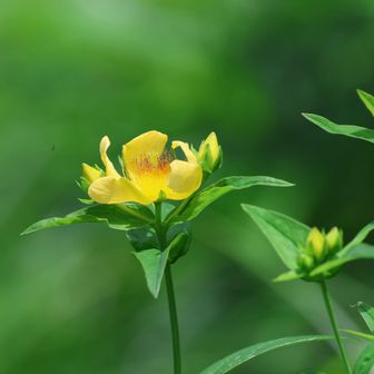 トモエソウ
オトギリソウの仲間みたいです
高さが1mくらい

葦毛湿原には何回か来てますが
初めてみました