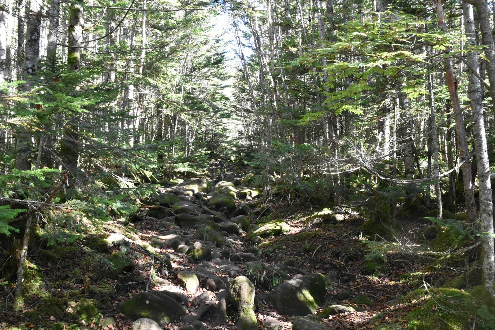 登山道
落石に注意しながら登ります
たまに浮石有り

下にも人がいるため絶対に落とせない。