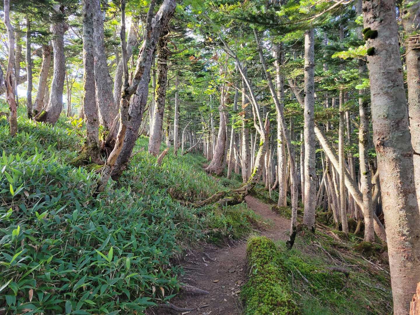 金精峠登山口-金精峠-金精山-五色山-前白根山-五色沼 往復コースの写真