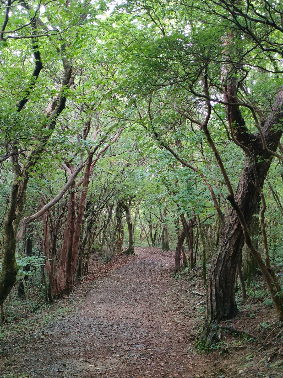 作礼山登山口-897ピーク-作礼山 周回コースの写真