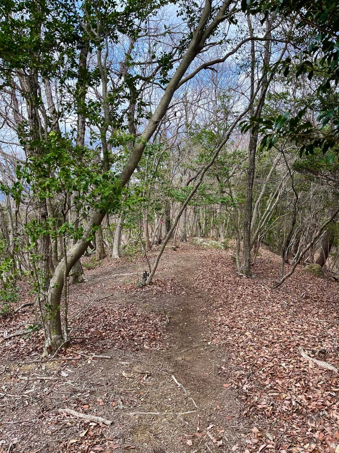 気持ち良く歩ける尾根道😊