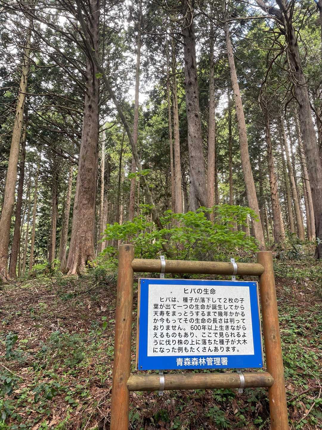 ヒバのお勉強の山なんだね