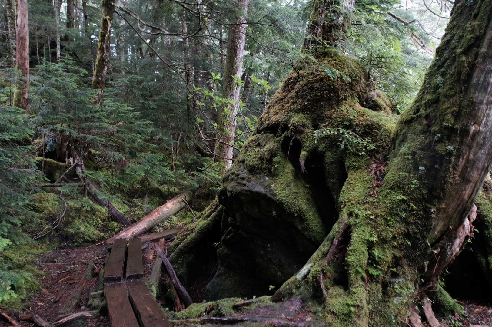 白駒池コース | 苔むした原生林と神秘の水面。北八ヶ岳特有の情景を見下ろす岩峰の写真