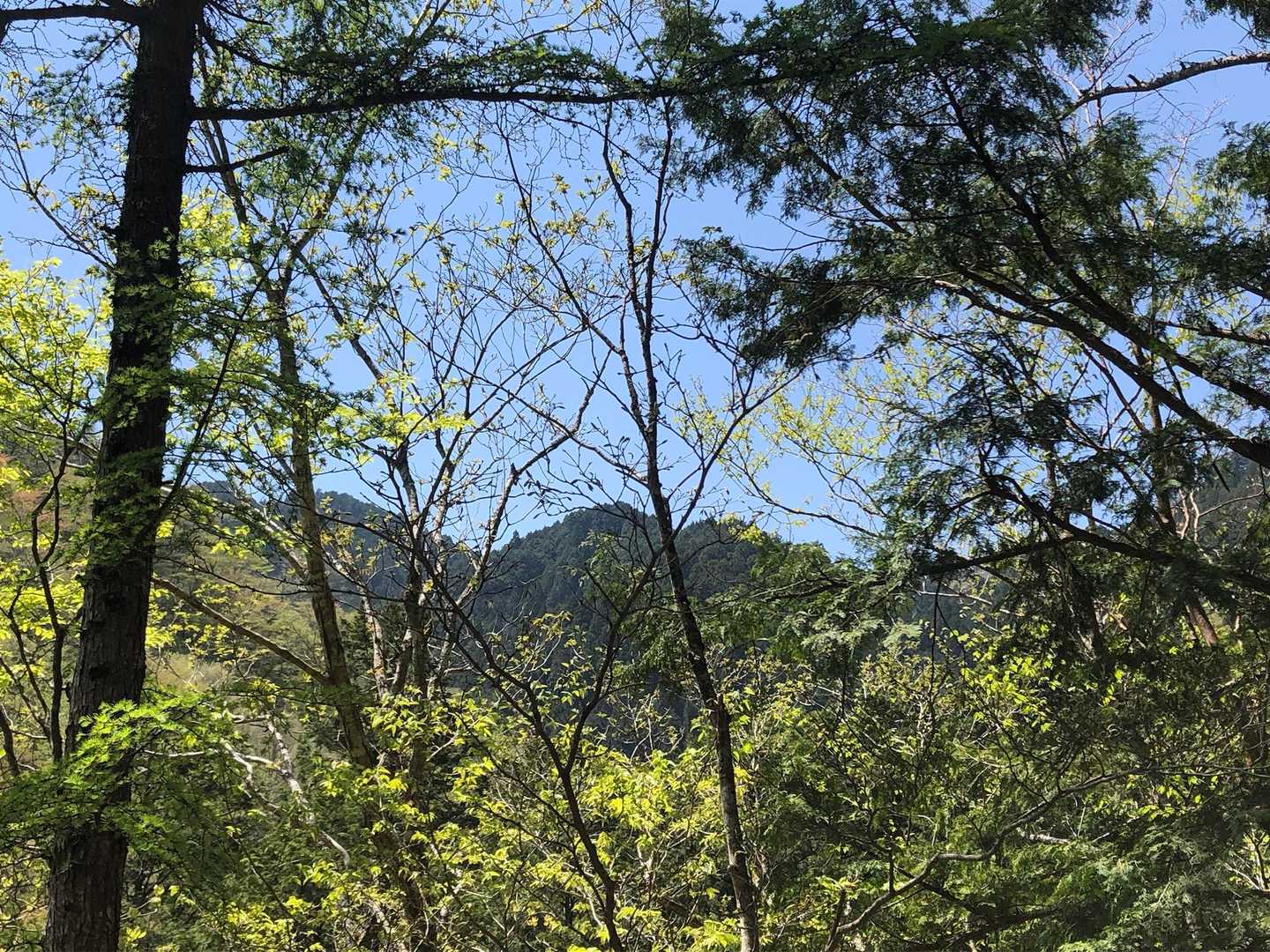 下山後にパシャリ📱

私しか登ってないかなと思ってましたが  山頂から下山してると ハイカーさんお一人とすれ違いました😊  ホットしました😊

ただ下山後駐車場に戻った時  あのハイカーさんの車が一緒に止まってると思ってましたが 私の車🚗しか無かったです
マイカーしか来れない登山口までどうして来られたのかが気になって仕方無かったです

秘境の中にある山を初めて自分一人で歩いてると不安に駆り立てられ  自然と早足になってる自分がいてますが  山頂まで登り切り 無事下山出来ると達成感が半端じゃないです😊

これからも初めての山を探しながら 楽しみながら登っていきたいと思います😊

最後までご覧いただきありがとうございました😊


