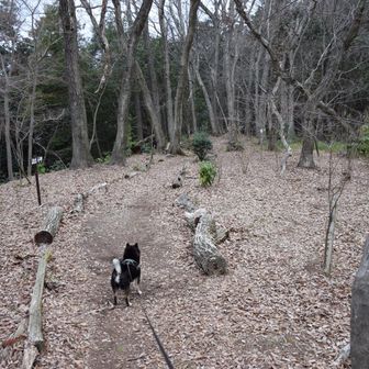 シャツが意外にもやる気満々