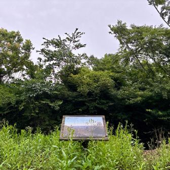 木が鬱蒼と生い茂ってますね(>︿<｡)
▶︎▷下山するね～