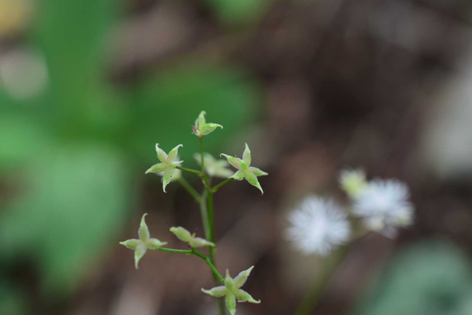 の花後
