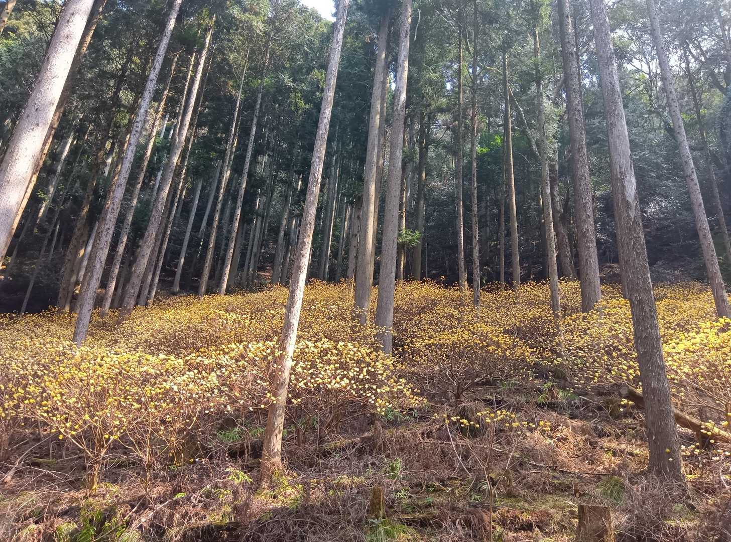 愛宕山 周回コースの写真