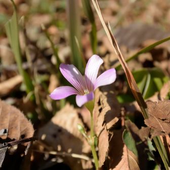 小さい春見っけ🔎