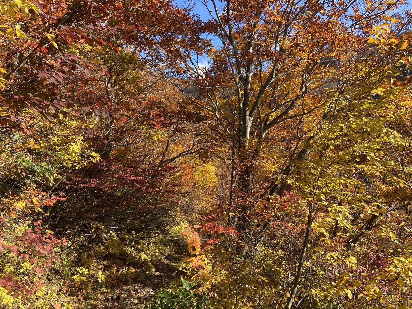 紅葉🍁はんぱない