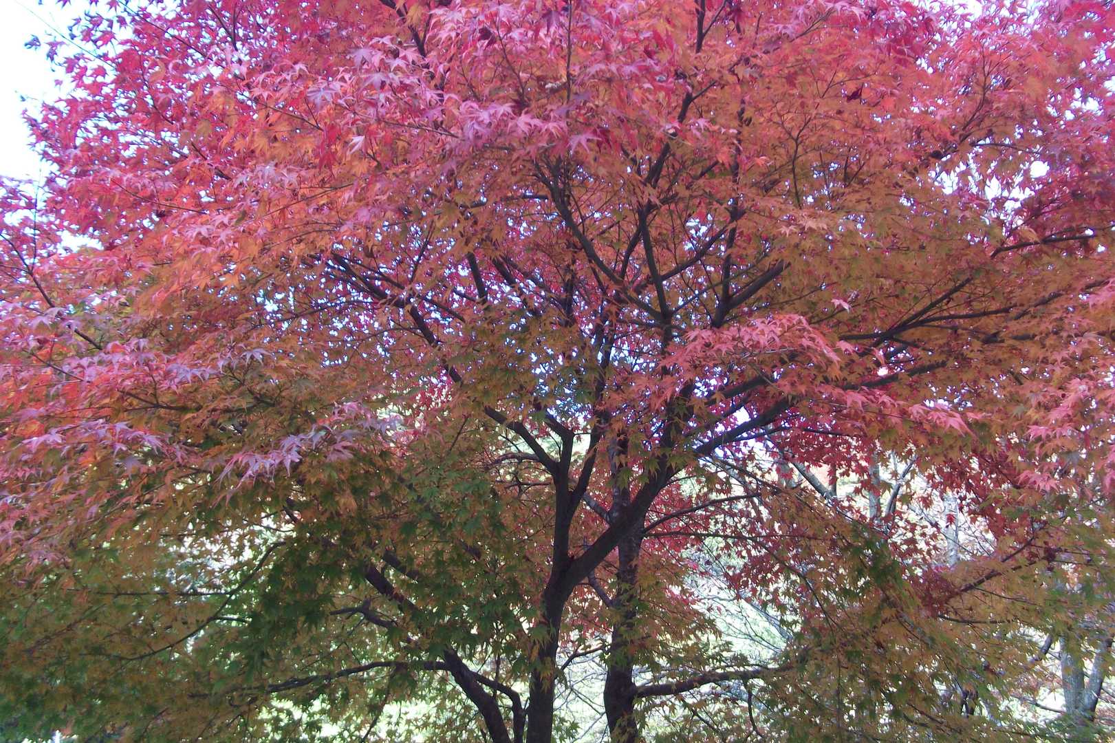 林道沿いのモミジ。
