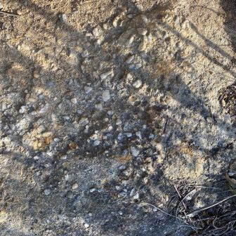 ここもやっぱり砂岩、むしろ礫岩⁉️