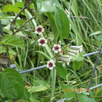 手に取って匂ってみたいけど〜
未だに匂う勇気がない。
可憐な花たちです。
