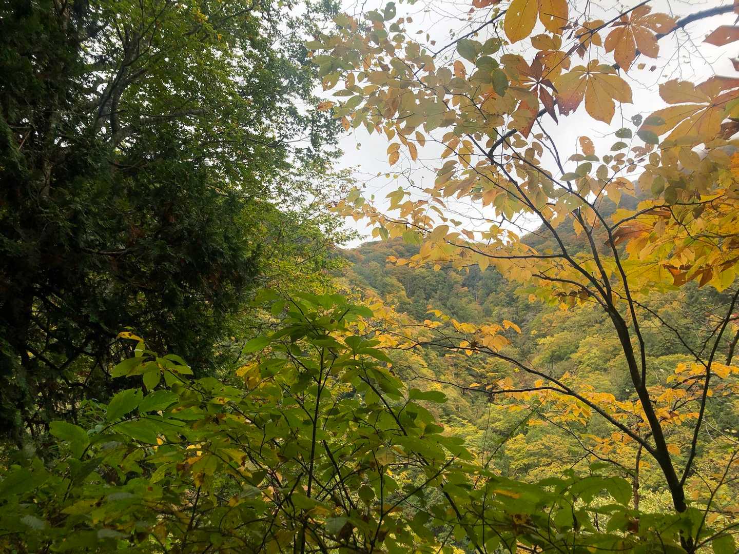 紅葉してきてる🍁