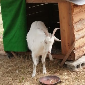 人懐っこいヤギ