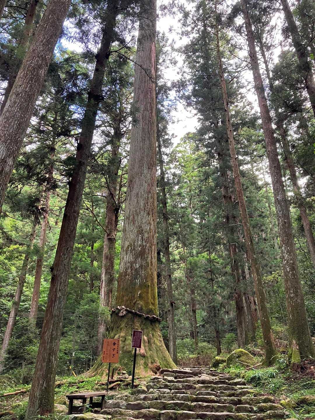 鳳来寺バス停-瑠璃山 往復コースの写真