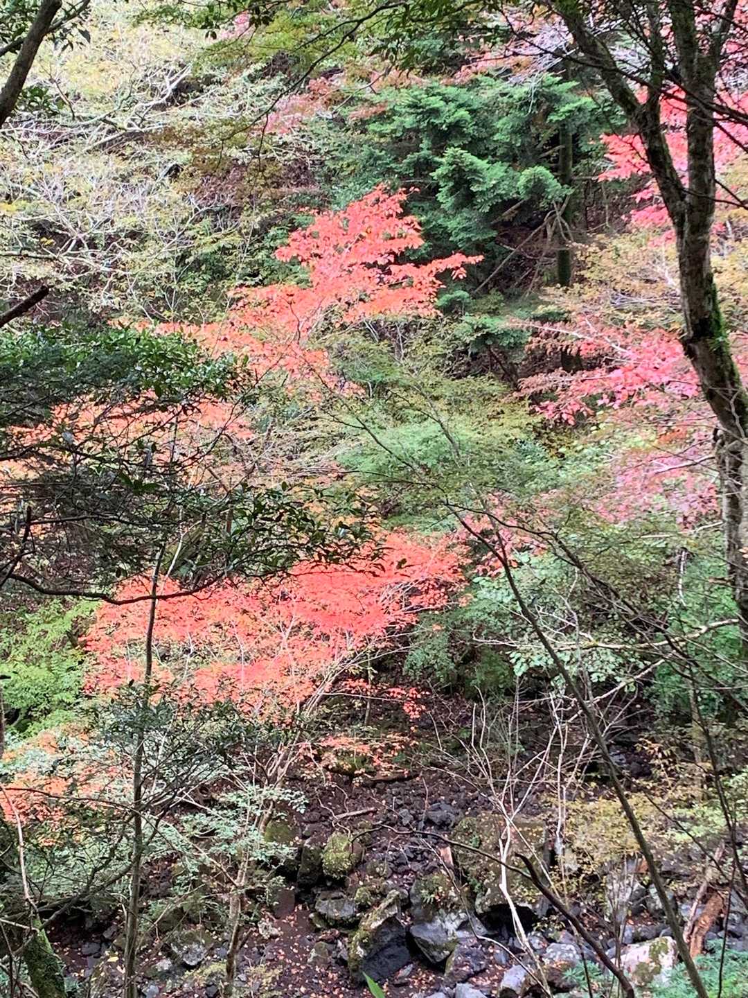 🍁なかなかいいんじゃない🍁