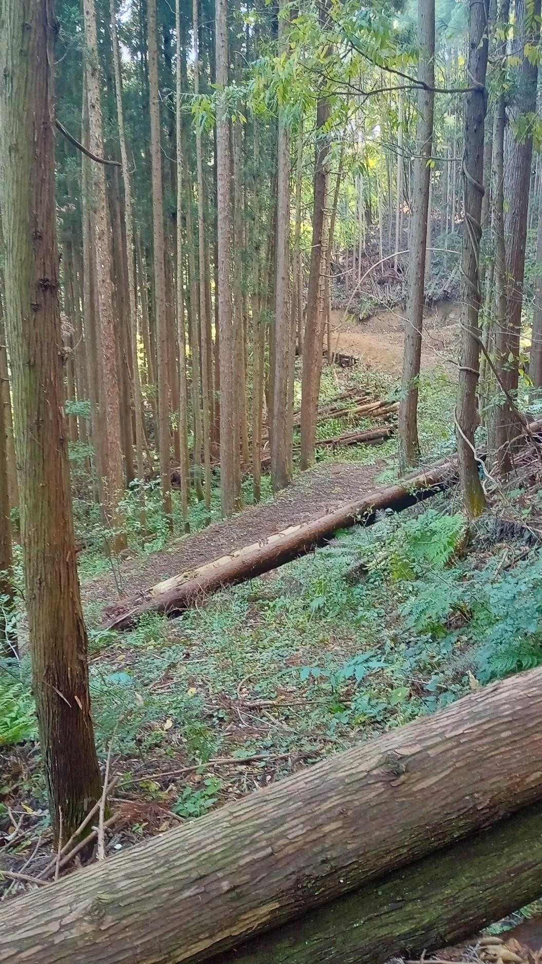ほほーぅ
なるほどね
さっき歩いた道見えました