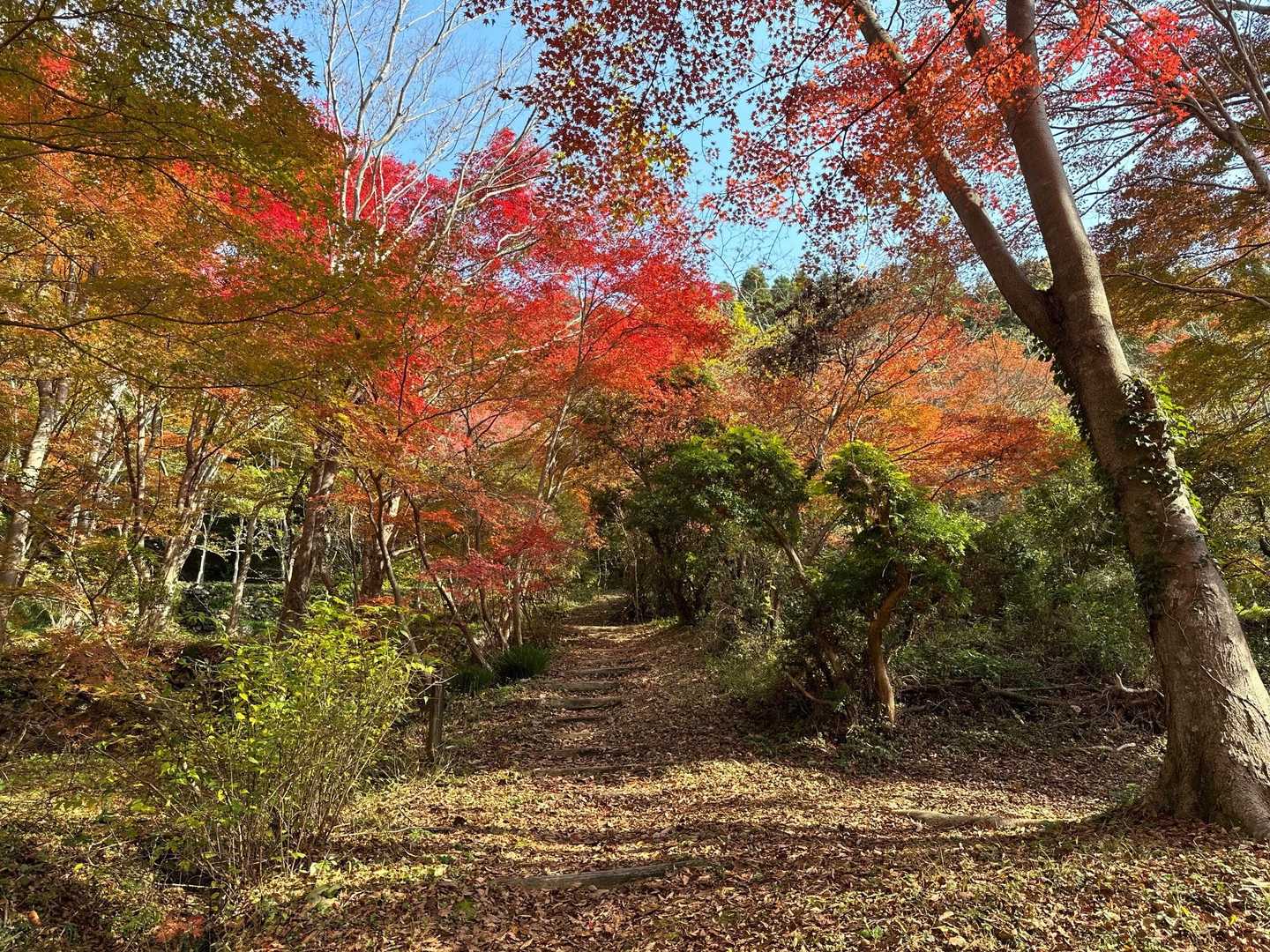 甫喜ケ峰 周回コースの写真