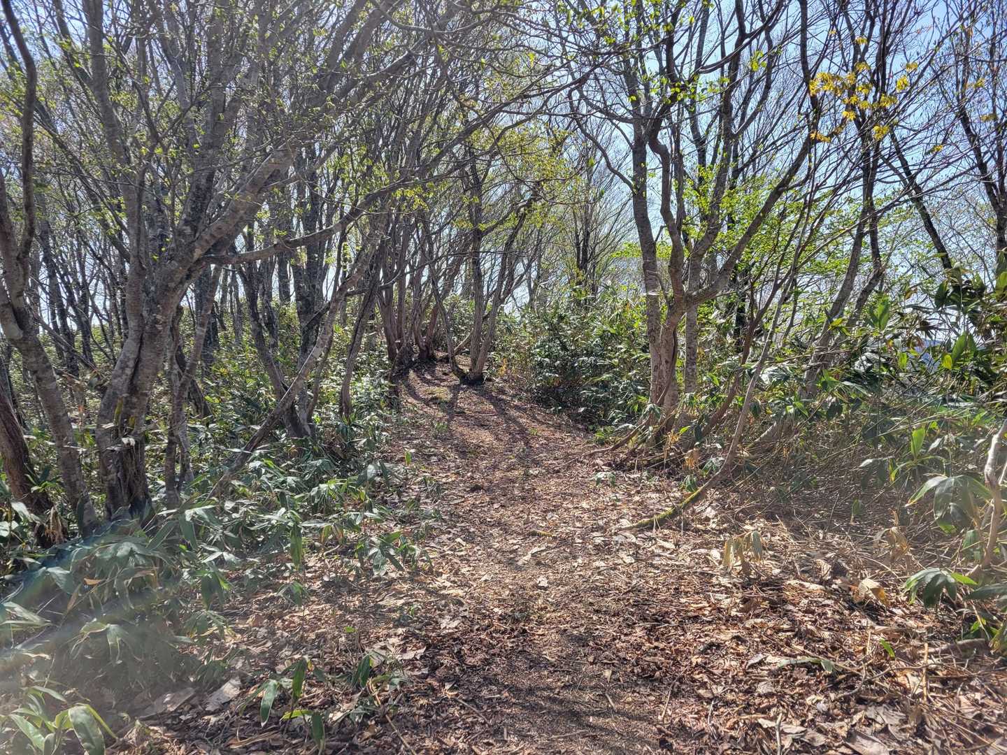 白尾山登山口-白尾山 往復コースの写真