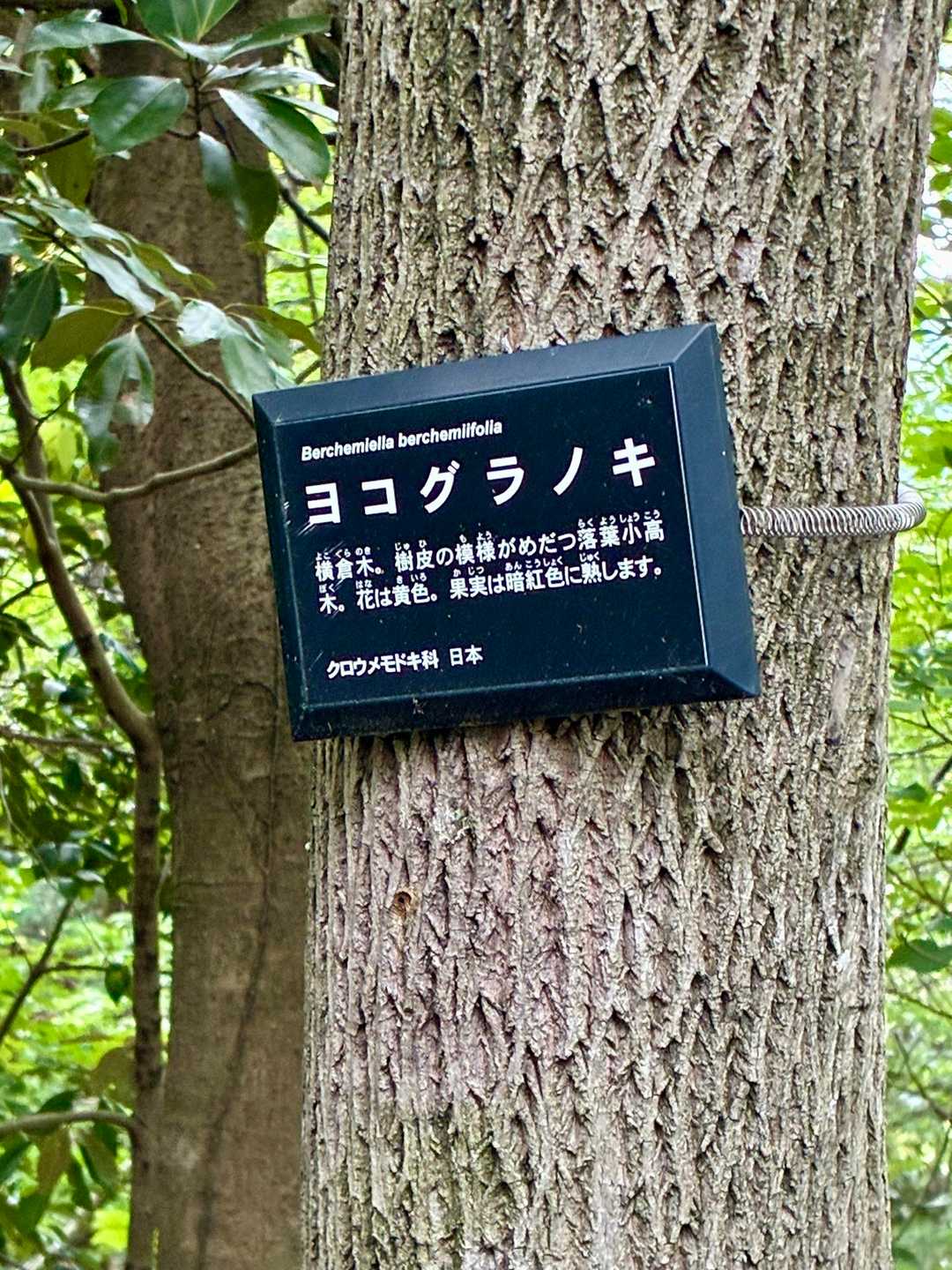 この木の名前、初めて知った。