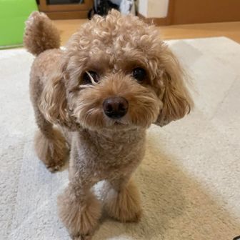 モカくん