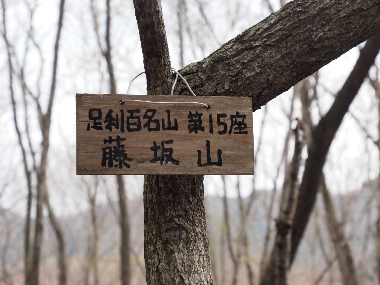 藤坂山✨