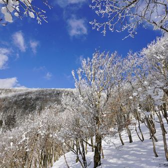 すぐ下の霧氷❄️も青空💙映え
来る時の暗〜い感じが無かったかのよう