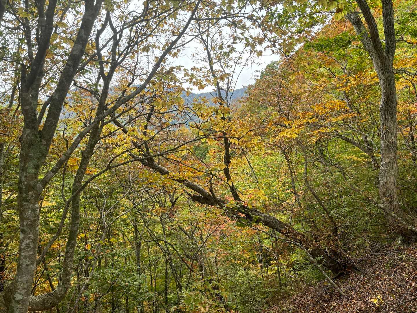 佐倉山登山口-佐倉山 往復コースの写真