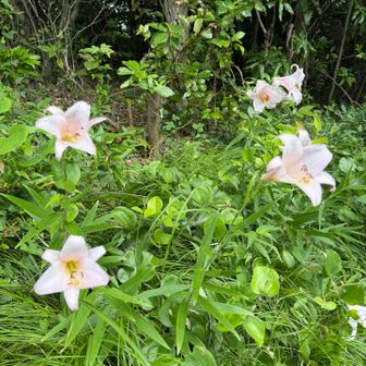 藤尾山には今見頃の薄ピンク色のササユリが満開でした🩷