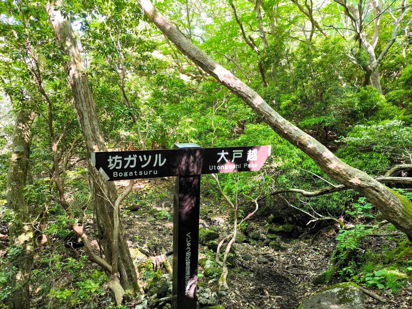 坊ガツルからの合流点  大戸越へ