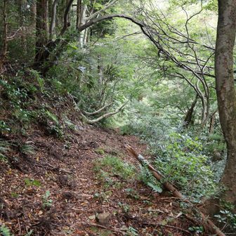峠からはやや急な道を下ります。
このあたりは鈴鹿の鞍掛峠に雰囲気が似ていま
した。