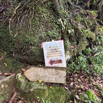 トロッコ道から、楠川分かれ左にこれから登ります。辻峠超えます。下りばかりでしたので、きつく感じました〜💦