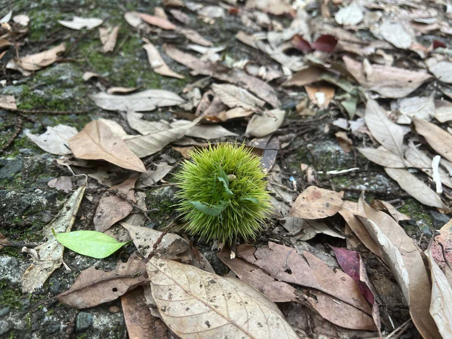 飯盛山登山道入口-飯盛山 周回コースの写真