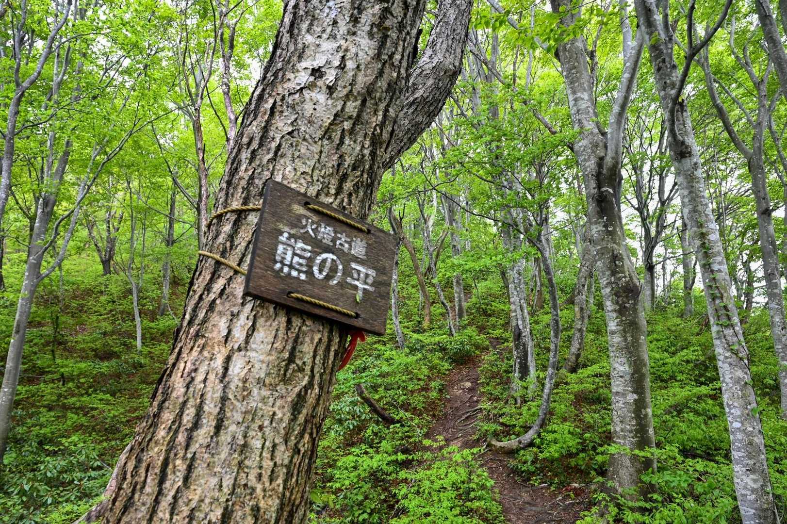 ブナ林