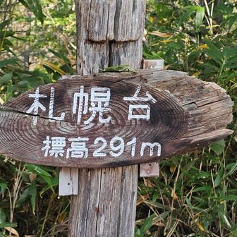 コクワが沢山なっていた