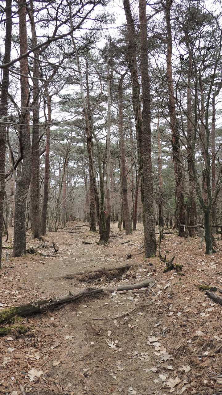 韓国岳（霧島山）・大浪池周回／鹿児島遠征Day2 の写真 5