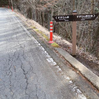 停留所から２０分ちょっと車道歩き。途中からスズラン群生地へショートカット。