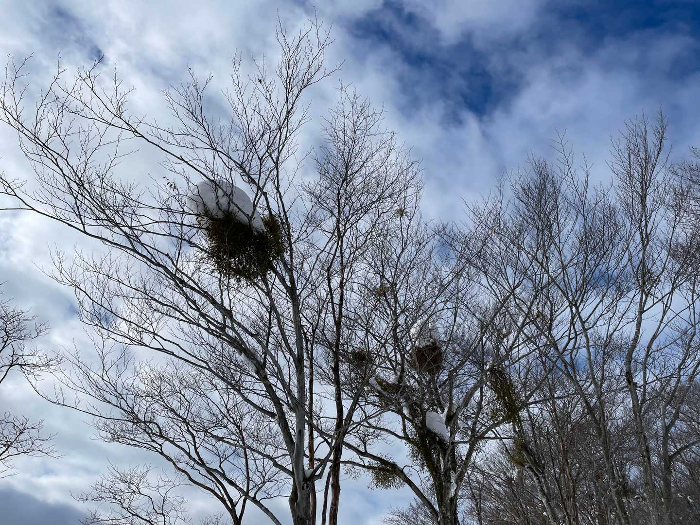 西山 周回コースの写真