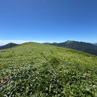 広大な笹原の稜線