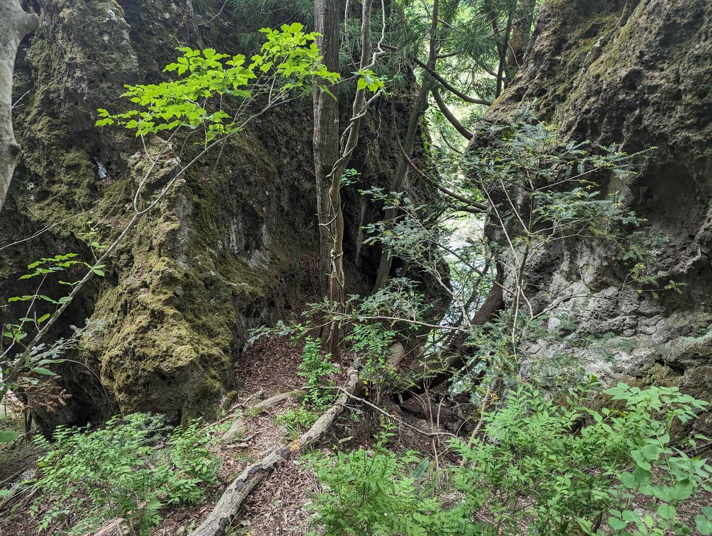 大倉山 往復コースの写真