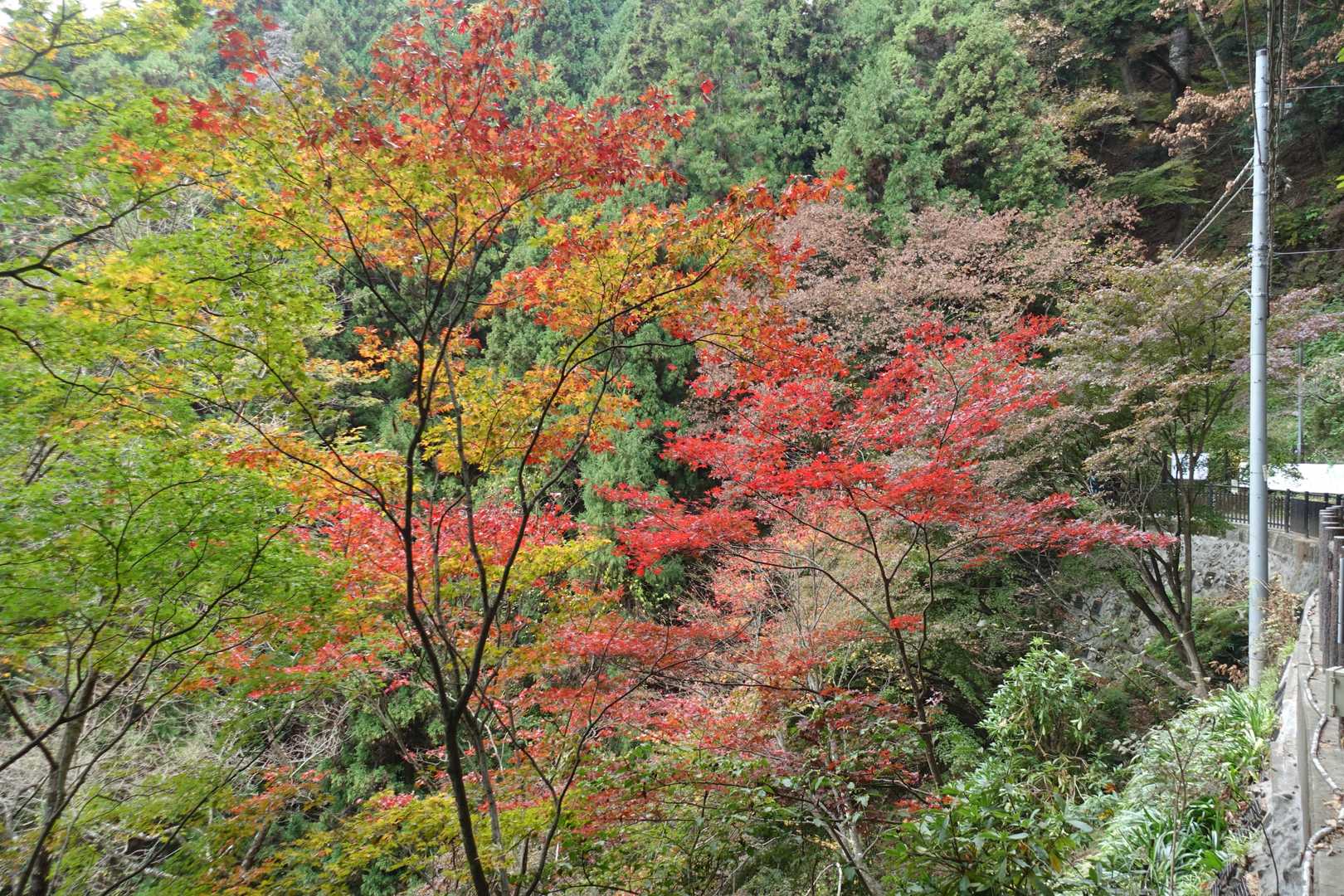 紅葉が見頃でした。