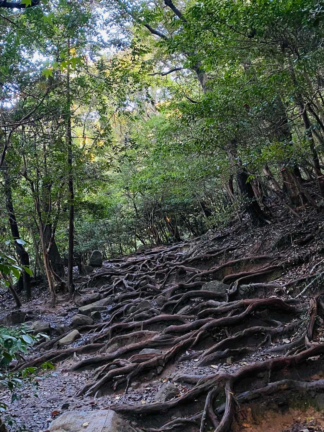 立派な木の根道
