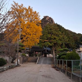 イチョウと石船山