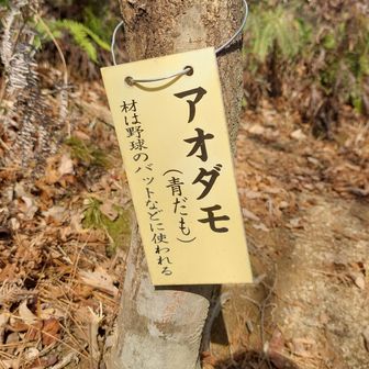 トリビアの泉の声で再生される⚾😙