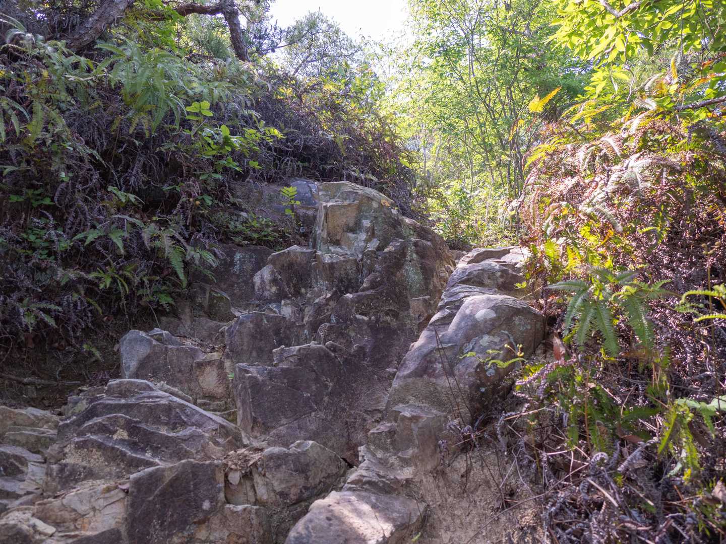 鬼城山-高石垣 往復コースの写真