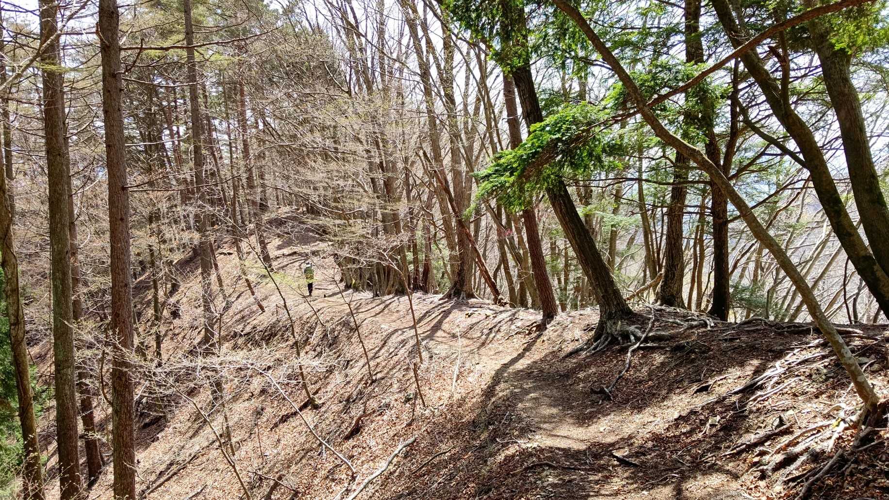 こういう木に囲まれた見晴らしの良い登山道が好き❗️😁
