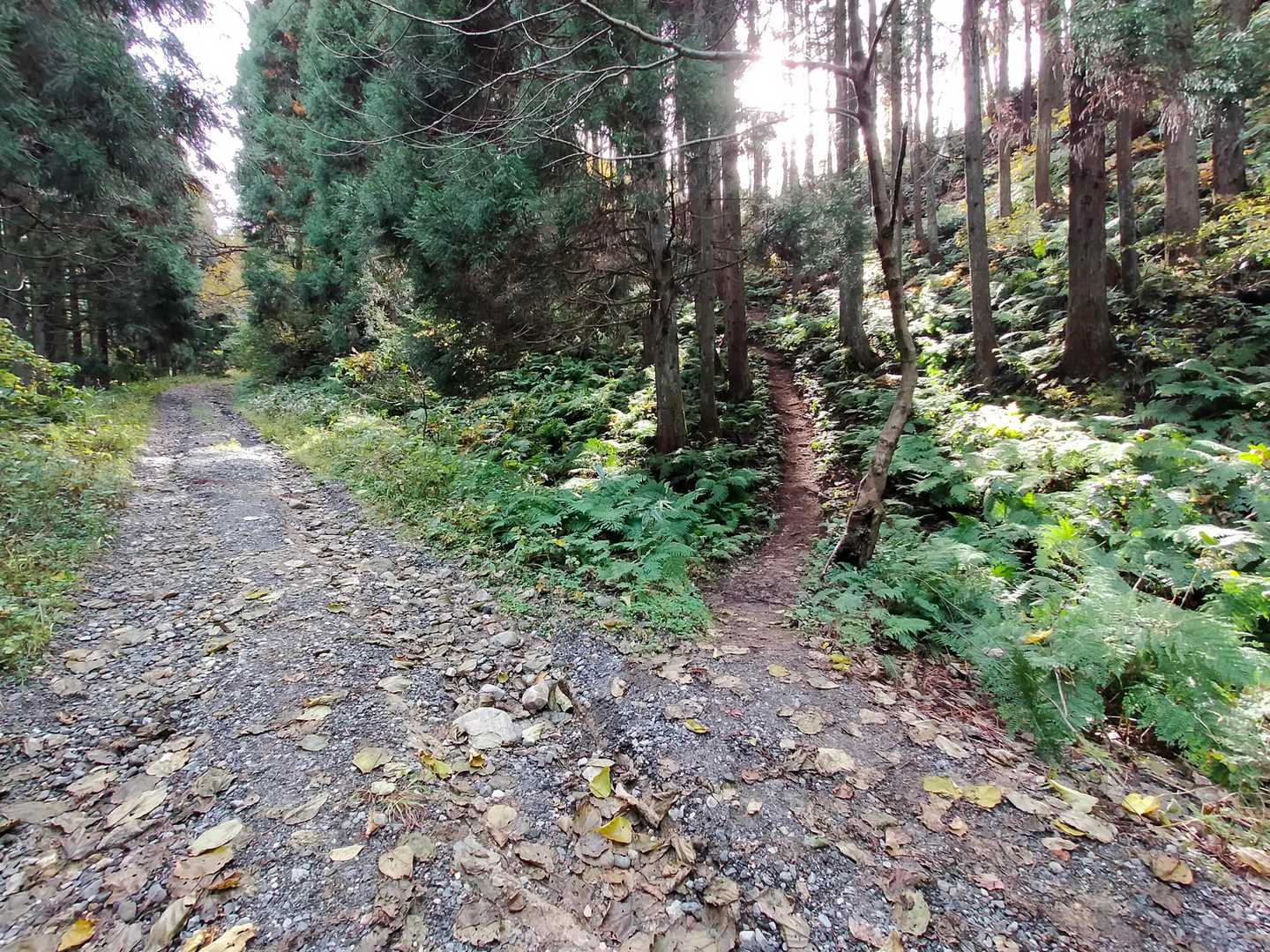 林道ではなく右のコースへ