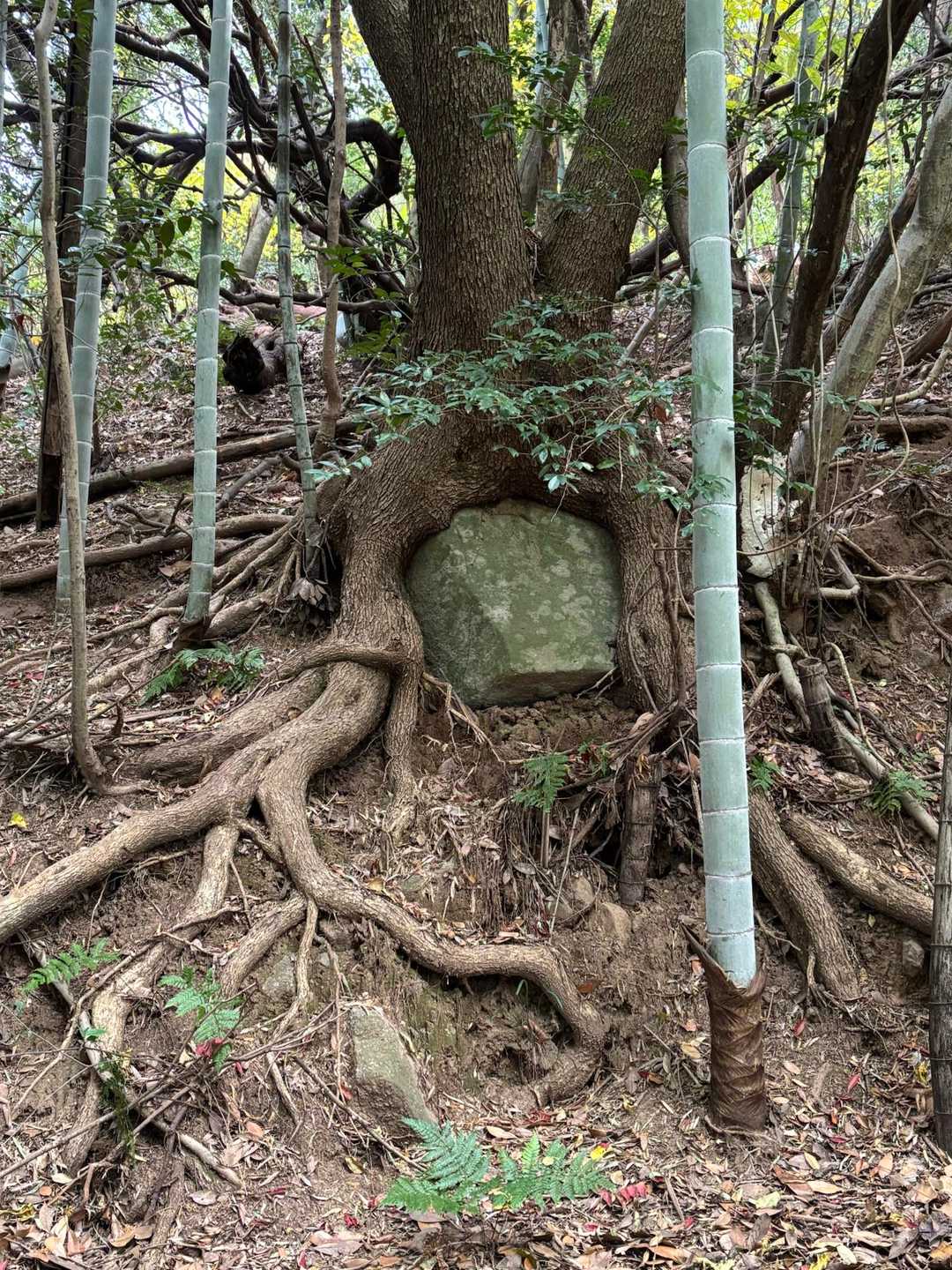 すごい！