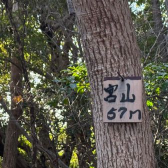 山頂。展望なし。
山頂部は丸くなった丘陵地なんで下山間違えてがち。ルートは不明瞭。リボン等なし。
